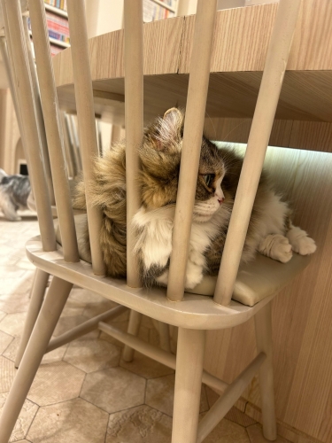 ねこちゃん🐱画像２